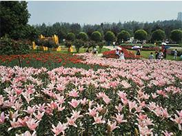 北京蟒山天池景花海种植120亩